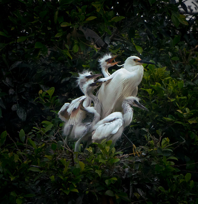 A group of Great Egret with mother and baby chicks resting in nest
