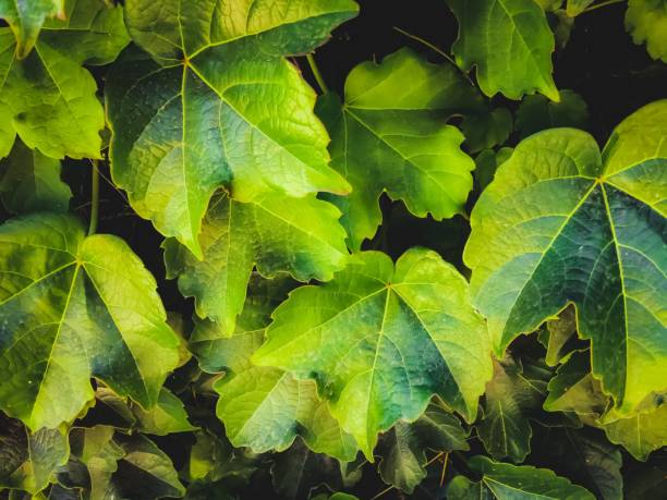 istock closeup green ivy leaves garden texture background 1227264440