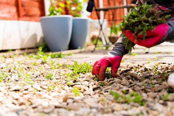 istock Women is cleaning the herbs on the backyard. 1227264493