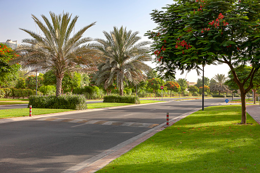 Dubai, United Arab Emirates - Landscaping with date palm trees, well maintained lawns, flowering trees and plants is a familiar sight through out the modern Arabian city. Roads are well maintained and immaculately clean. The image shows off a typical example in the Meadows area. It is Friday morning and the local weekend: there is no traffic on the streets. Image shot in the morning sunlight. Horizontal format.