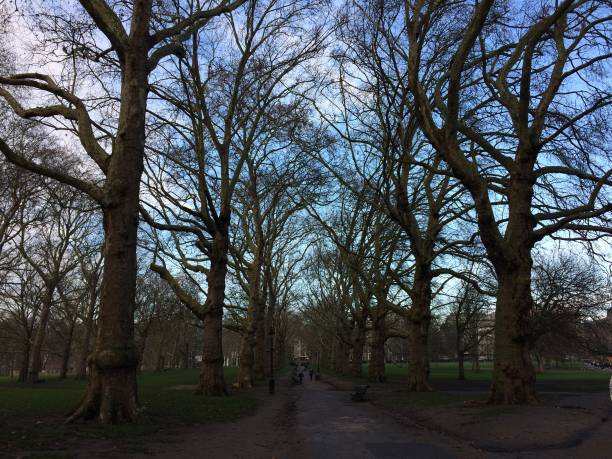 istock Pavement in Green Park 1227269459