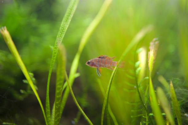 istock Scarlet Badis Microfish in Bright Aquascape 1227271724