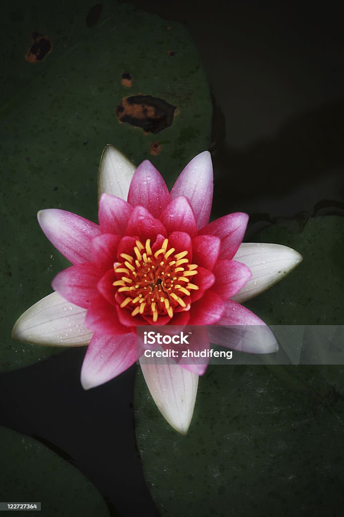 waterlily one waterlily Color Image Stock Photo