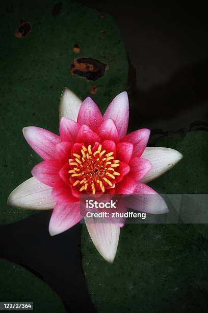 Waterlily Stock Photo - Download Image Now - Color Image, Flower, Nature