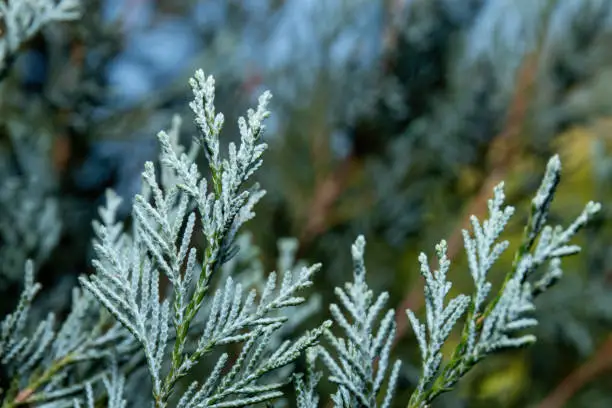 Photo of Close up Blue Lawson Cypress or Chamaecyparis lawsoniana Isolated on Nature