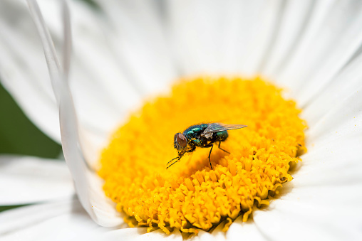 Little bee flying above a flower and sucks the pistil flower