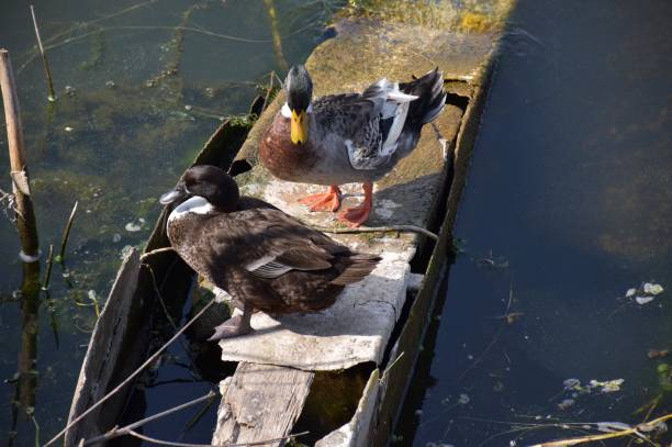 istock Black and White Ducks in the Lake, Bhopal 1227277438