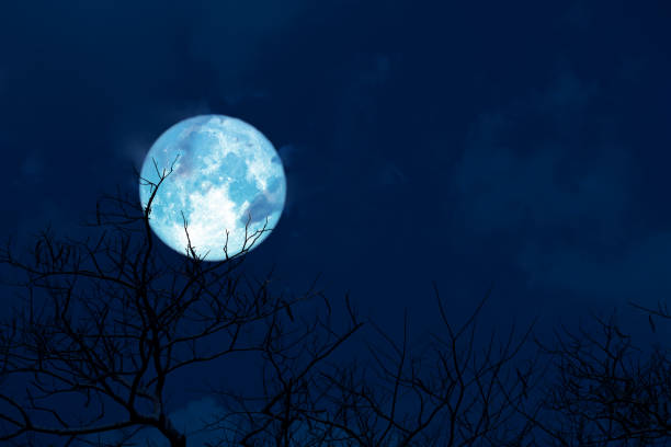 istock Blue moon back silhouette soft cloud dry branck tree on night sky 1227277445