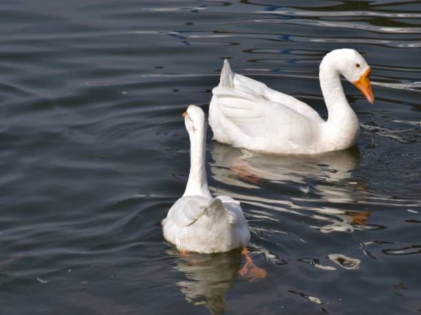 istock Group of White Ducks in the lake 1227277494