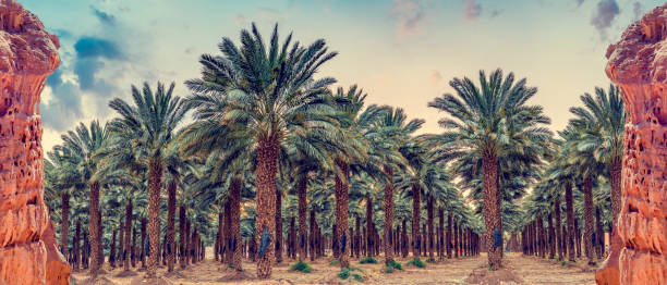 Panoramic view on plantation of date palms Plantation of date palms, image depicts agriculture industry in desert areas of the Middle East desert oasis photos stock pictures, royalty-free photos & images