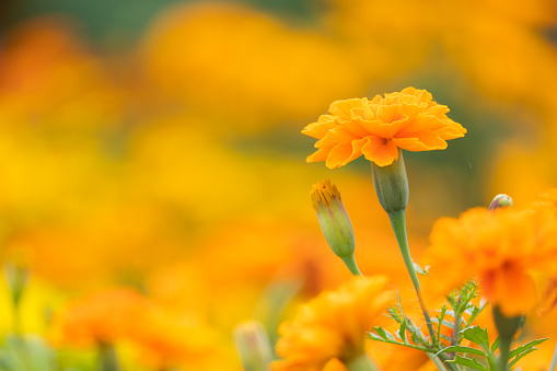 beautiful marigolds flowers bloom in the garden nature background. (Tagetes erecta, Mexican marigold, African marigold)