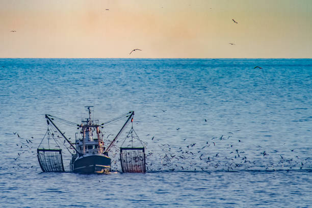 a shrimp cutter with lifted fishnets and a flock of seagulls in the evening sun - rede de arrastão imagens e fotografias de stock