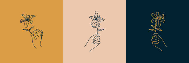 ilustraciones, imágenes clip art, dibujos animados e iconos de stock de un conjunto de logotipos de mano femenina en un estilo lineal minimalista. emblemas vectoriales e insignias con la mano de una mujer y flores de lirio. - hand holding flowers