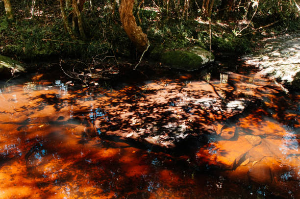 istock Beautiful silhouette tree leaves shadow reflected on water stream surface in tropical forest 1227282083
