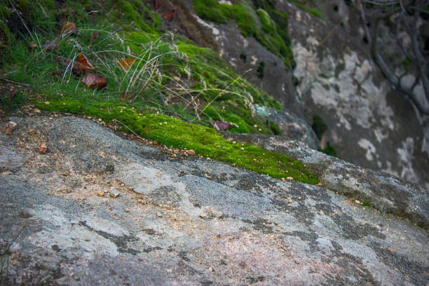 istock rocks and tree at fairytale-like magical forest. 1227282852