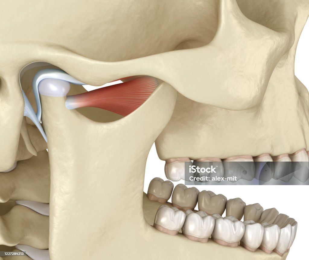 Tmj 턱관절 건강한 폐색 해부학 인간의 치아와 의치 개념의 의학적으로 정확한 3d 그림 턱 관절에 대한 스톡 사진 및 기타 ...