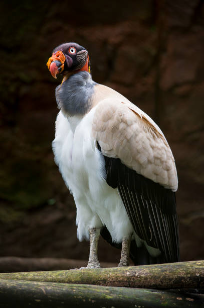 istock This is a big bird. It is a sarcoramphus papa a beautiful condor 1227284381
