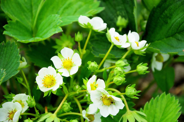 istock Blooming white strawberry flowers with green leaves. 1227284832