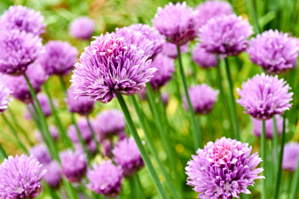 istock Chives in bloom with purple flowers 1227286099