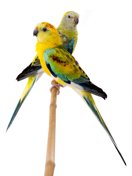 istock male and female parrot (haematonotus psephotus) singing isolated on white 1227286746