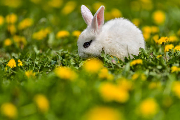 istock Little rabbit on green grass in summer day 1227289245
