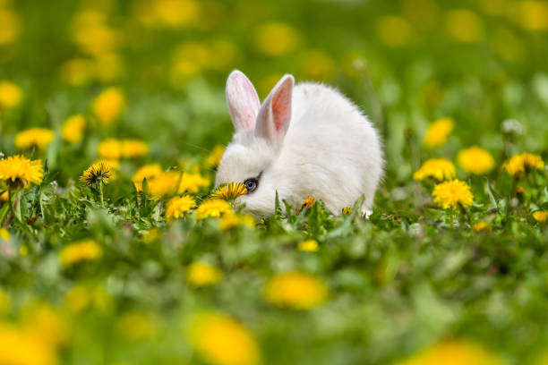 istock Little rabbit on green grass in summer day 1227289586