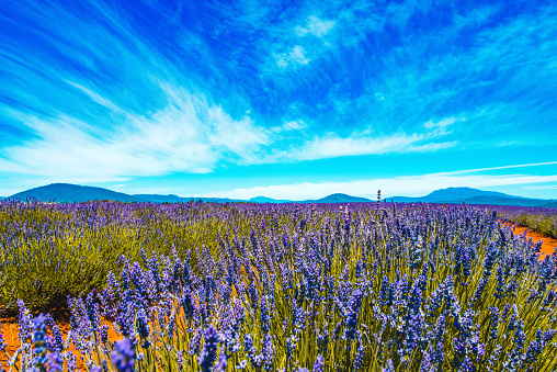 Lavender farm field seen at summer in Tasmania, Australia.