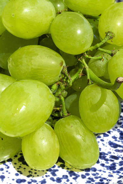 istock Fresh bunch of grapes on white and blue plate 1227292295