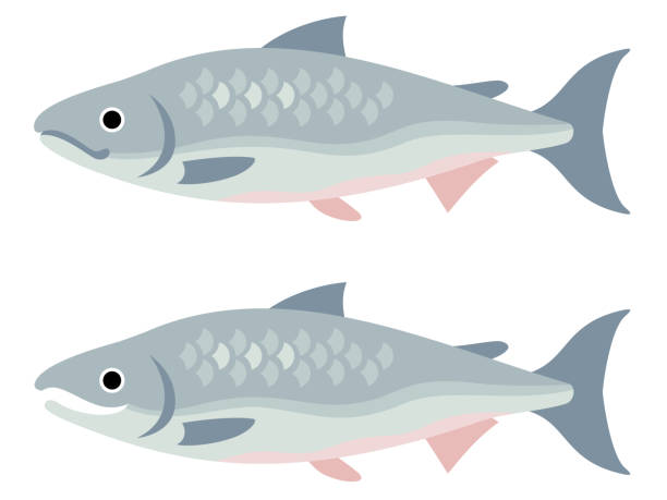 ilustraciones, imágenes clip art, dibujos animados e iconos de stock de ilustración de dos salmones - salmón chum