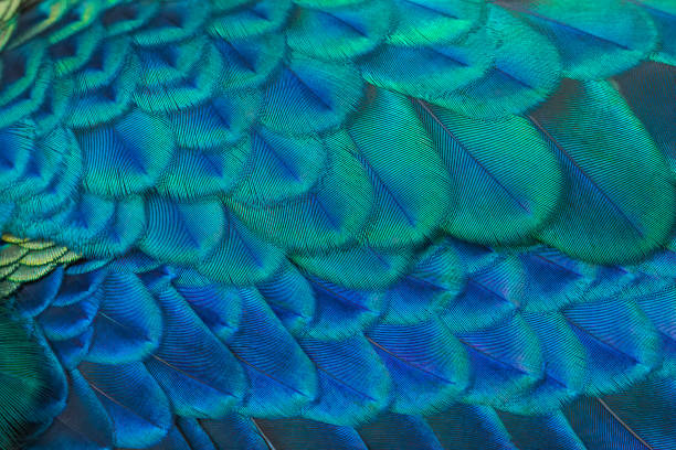 istock Close-up of peacock feathers 1227293183