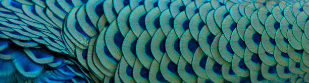 istock Close-up of peacock feathers 1227293192