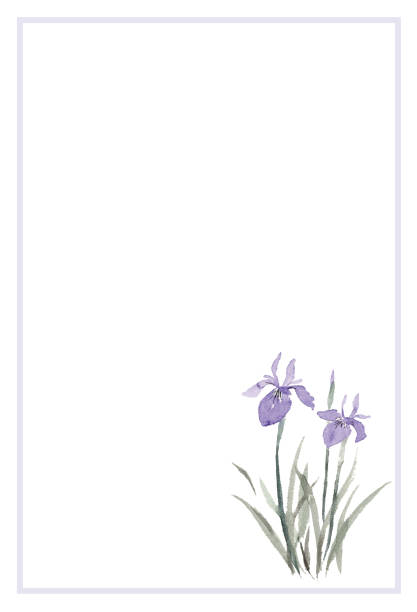 Mourning postcard template of iris. Mourning postcard template of iris. iris laevigata stock illustrations