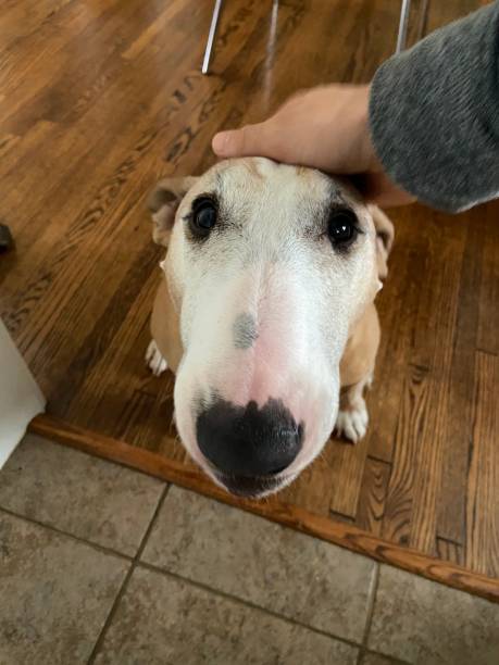 istock Happy dog getting pet on the head 1227293660
