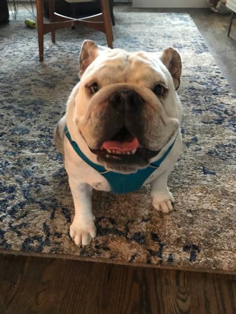 istock English Bulldog sitting 1227293949