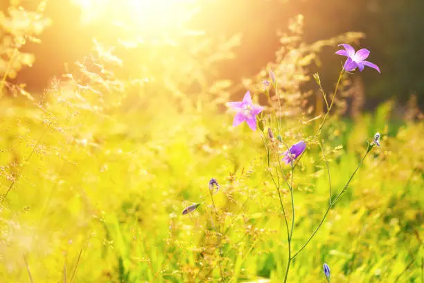 Wild nature bellflower and green grass sunny background warm summer evening at the meadow close to forest at finnish farm, outdoor