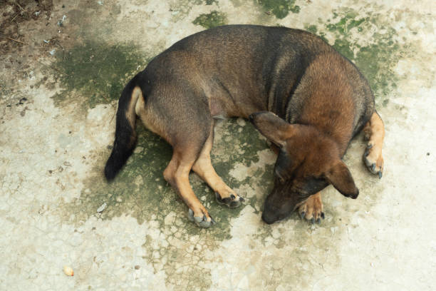 istock Dark brown dog is sleeping on concrete floor 1227294979