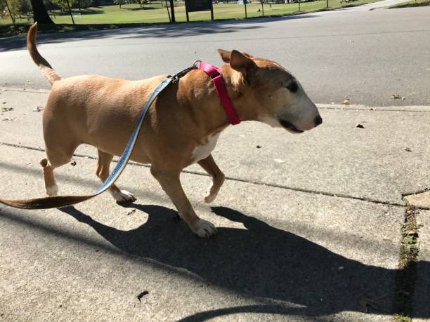 istock Happy dog on a walk 1227295170