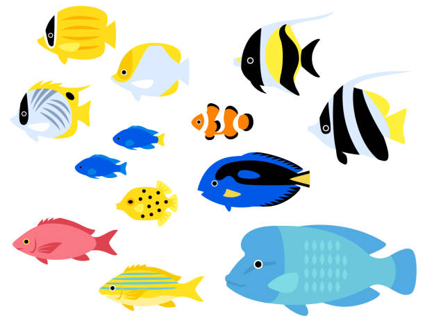 ilustraciones, imágenes clip art, dibujos animados e iconos de stock de conjunto de ilustración de varios peces tropicales - tropical fish saltwater fish butterflyfish fish