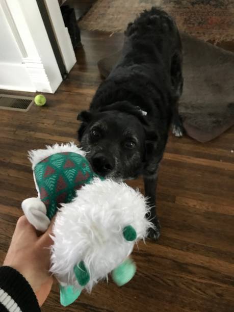 istock Playing tug of war with a dog 1227296079