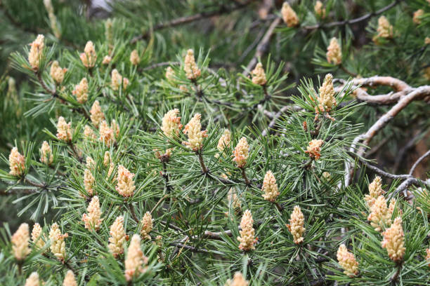 istock Selective focus. Male pine cones (Pinus sylvestris). Pine pollen is a strong allergen. 1227297427