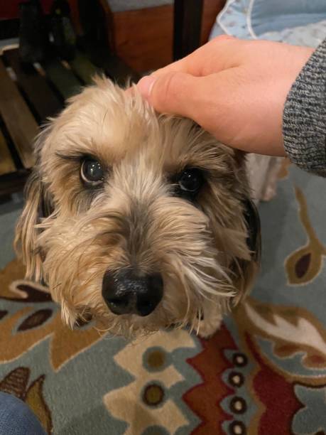 istock Dog getting pet on the head 1227297595