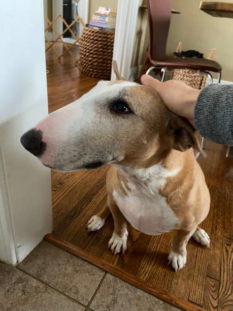 istock Bull Terrier getting pet on the head 1227297711