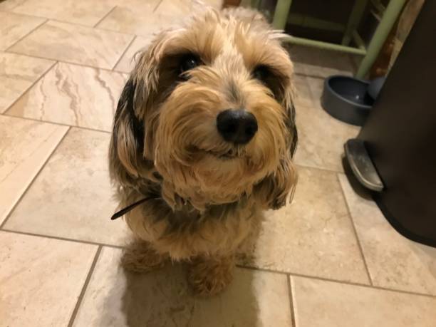 istock Happy dog looking up 1227297715