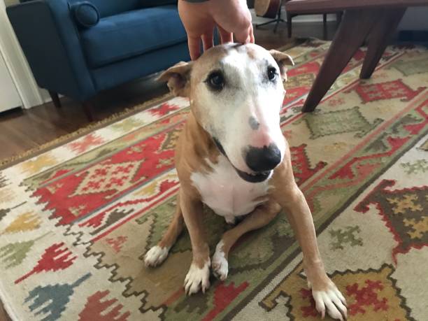 Happy Bull Terrier getting pet on the head