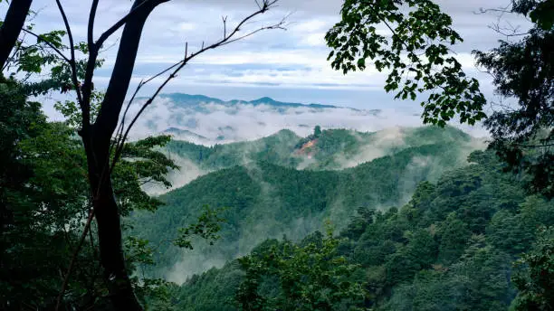 An early morning view from Mount Koya: thick fog over the forest hills