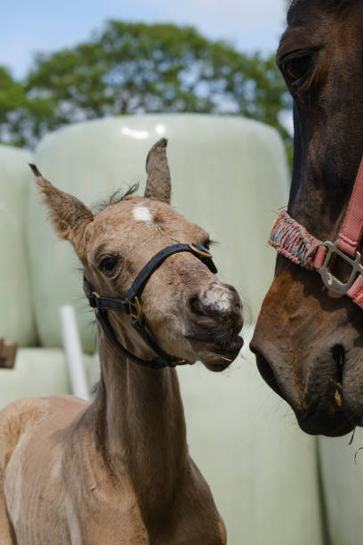 tête d’un poulain de cheval d’équitation nouveau-né à la cour de ferme, partie du corps, couleur dun jaune - corps dun animal photos et images de collection