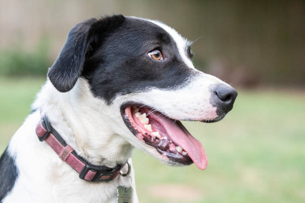 istock Black and white dog profile portrait 1227302480