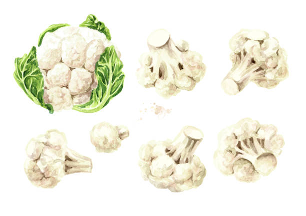 ilustraciones, imágenes clip art, dibujos animados e iconos de stock de juego de coliflor orgánica. ilustración de acuarela dibujada a mano aislada sobre fondo blanco - cauliflower vegetable white isolated