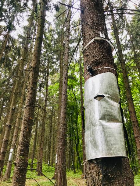istock Research sample design of measuring spruce tree temperature and sap flow 1227304414