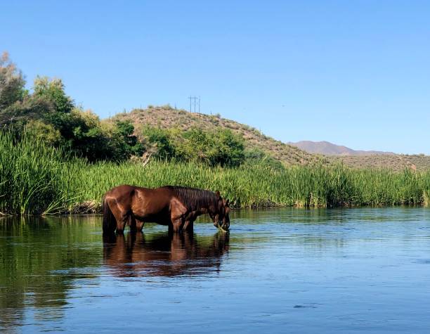 istock Desert Wild Horse Drinking 1227304800